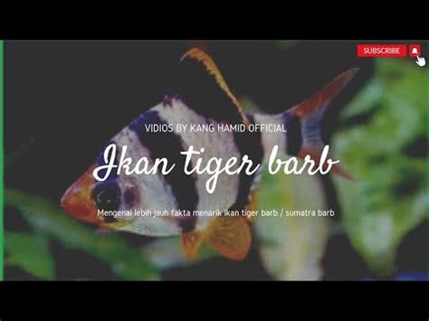 FAKTA MENARIK SEPUTAR IKAN TIGER BARB ATAU SUMATRA BARAB Ikanhias Tigerbarb Ikanaquascape YouTube