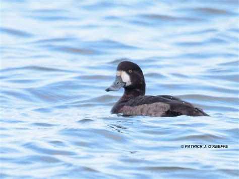 Raw Birds Greater Scaup Aythya Marila Female At Broadmeadow Estuary Malahide Fingal Co