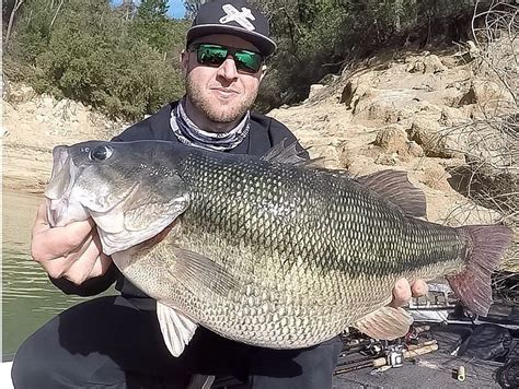 Potential World Record Spotted Bass Caught In Northern California