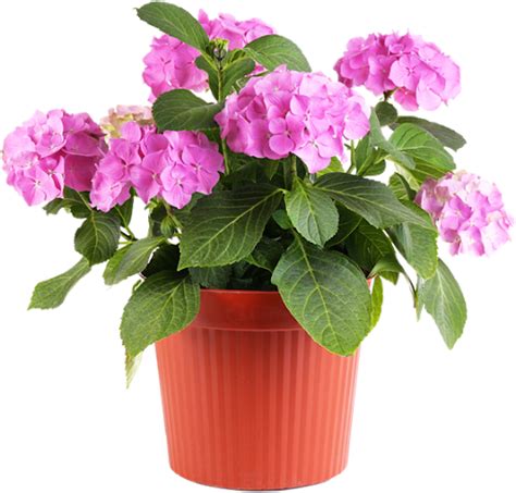 Flower Pot Download Transparent Png Image Png Arts