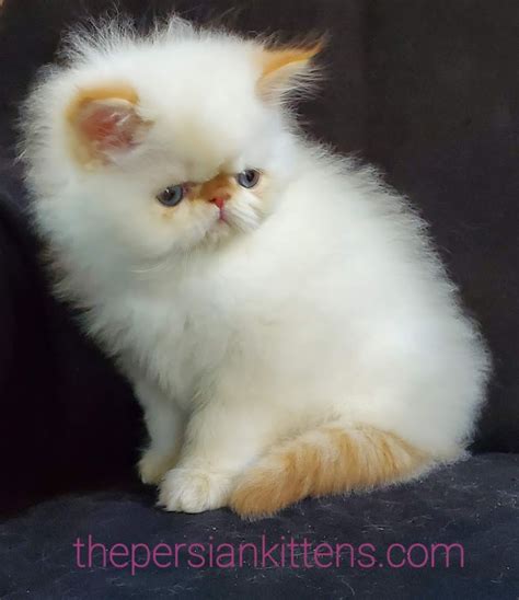 Persian cats & kittens in uk. Kittens for Sale Near Me | Cats For Sale - The Persian Kittens