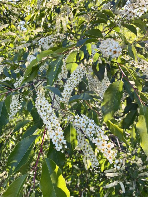 Tree Prunus Serotina Wild Black Cherry Master Gardeners Of
