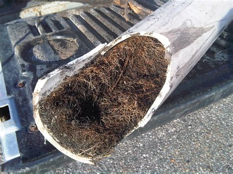 How Tree And Shrub Roots Can Clog A Sewer Line Eagle Service Company