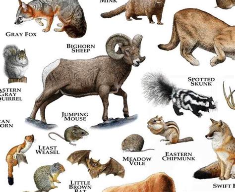 Mammals Of South Dakota Poster Print South Dakota Mammals Etsy