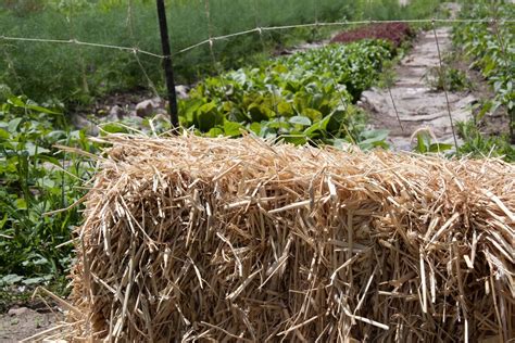 The Basics Of Straw Bale Gardening Insteading