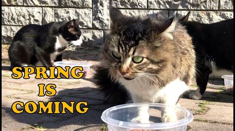 Cats Waiting For Spring Funny Cats Youtube