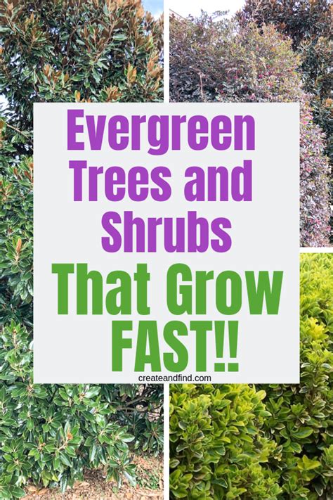 7 Fast Growing Evergreen Trees And Shrubs Artofit