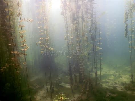 Underwater Flora Underwater Plants Rivers Lakes Pond Stock Image