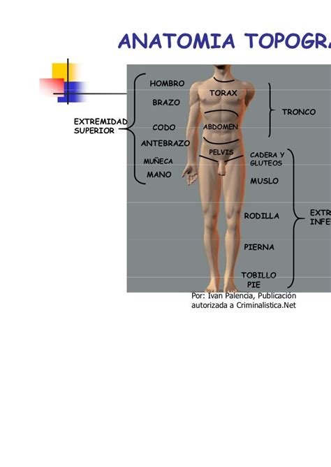 Anatomia Forense Ivanpalencia2