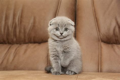 Feline 411 All About Scottish Fold Cats Universty Of Cats