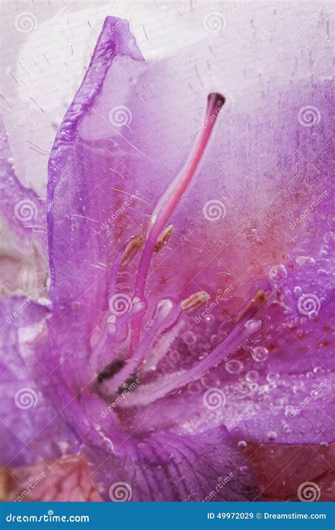 Frozen Flower Stock Image Image Of Called Series Frozen 49972029