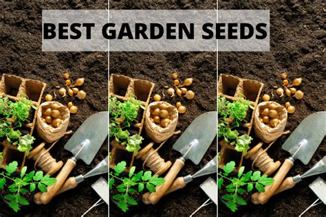3 Super Tips To Buying The Best Garden Seeds The Brown Gardener