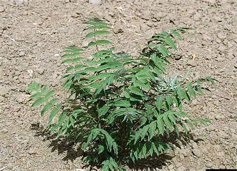 Tree-of-Heaven | Invasive Species Program | Nebraska