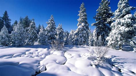 Download Wallpaper 1366x768 Pines Snow Snowdrifts River Water