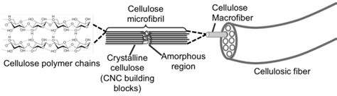 Hierarchical Structure Of Cellulose Fibers Download Scientific Diagram
