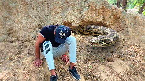 Anaconda Snake In Real Life Video 2 Youtube