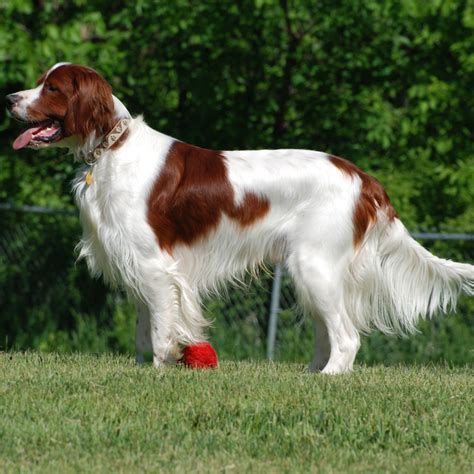 Irish Red And White Setter Breed Guide Learn About The Irish Red And