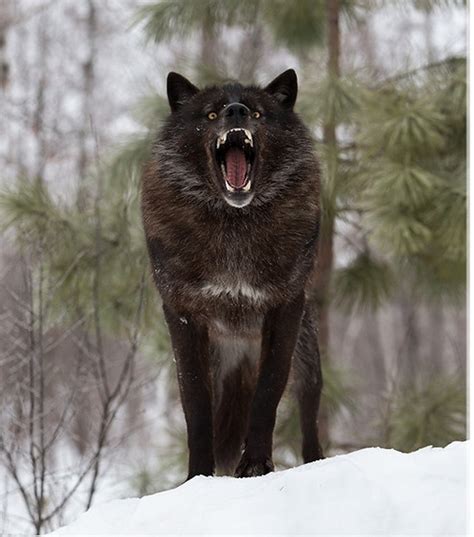 Majestic Black Timber Wolves Photographed Like Youve Never Seen Before