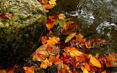 Leaves On The Water November 2015 Bing Wallpaper Preview