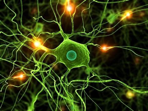 Determinan Cómo Funcionan Las Neuronas Del Cerebro La Prensa Gráfica