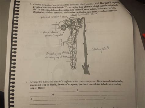 They also take waste and carbon dioxide away from the tissues. 32 Label The Blood Vessels And Parts Of The Nephron ...