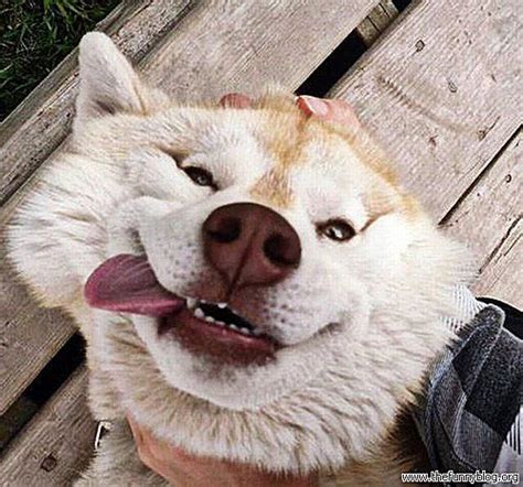 32 Lol Pictures Of Animals Making Funny Faces