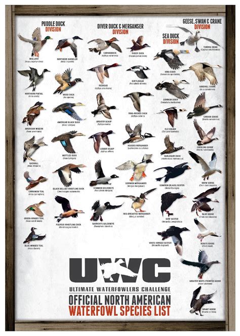 Uwc Official North American Waterfowl Species Poster Ultimate