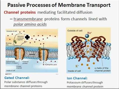 We did not find results for: Cell Membranes and Active and Passive Transport - YouTube