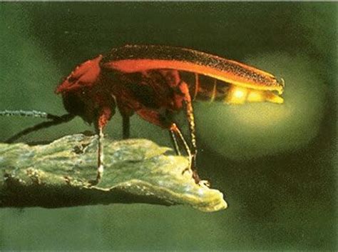 That way, you'll have everything at your fingertips! Bioluminescence | Causes of Color