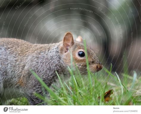 Squirrel With Full Cheeks A Royalty Free Stock Photo From Photocase