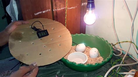 Duck Egg Incubator Hatching Duck Eggs At Home Simple And Easy Youtube