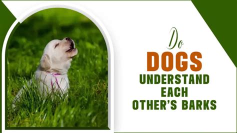 Dogs Understand Each Other Barks Amazing Explained