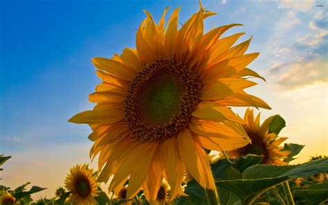 Sunflower Computer Wallpaper Bing Images Sunflower