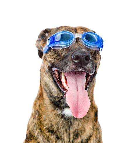 Dog Wearing Swimming Goggles Isolated On White Background Stock Photo