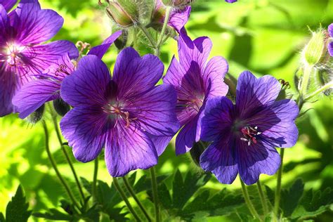 Best 6 Purple Perennial Flowers For Your Garden Gardening Sun