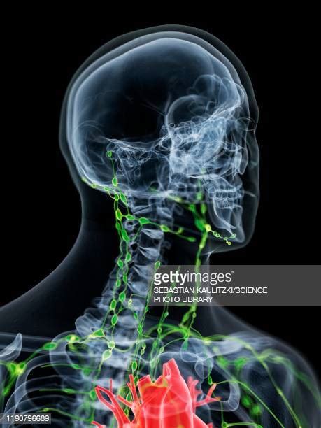 Lymphatic System Photos And Premium High Res Pictures Getty Images