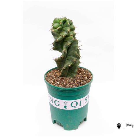Spiral Cactus Cereus Forbesii Cv Spiralis Ksanj