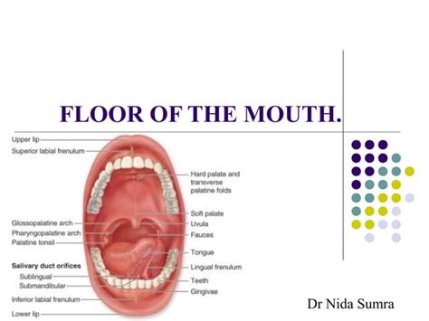Floor Of The Mouth Ppt