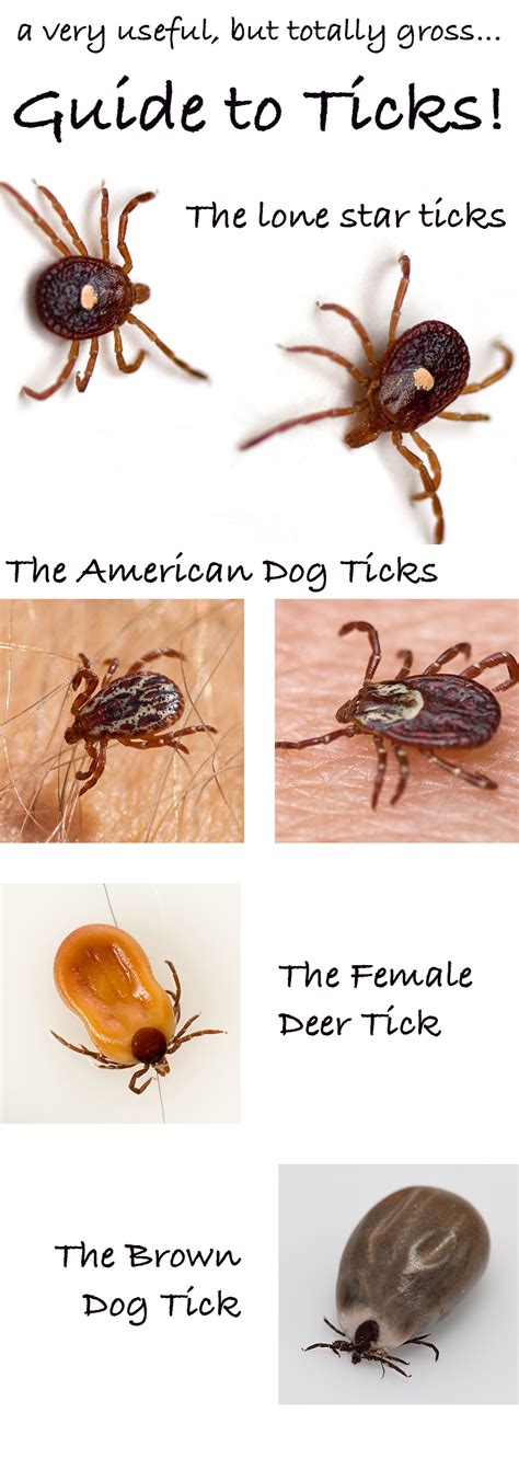 What Do Ticks Look Like A Dog Health Guide