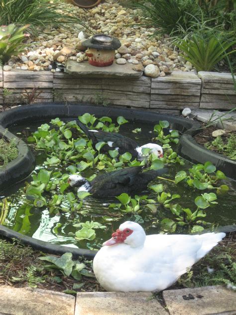 When space is a concern and you don't have the domesticated ducks might not need a pond, but they would love a little pool for splashing! Duck pond | Duck pond, Chickens backyard, Raising backyard ...