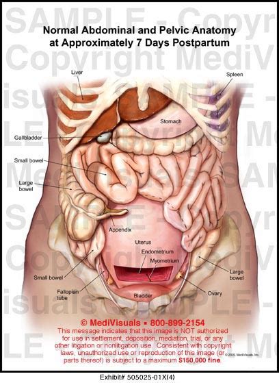 You can check out an more in depth explanation of the breakdown at. Medivisuals Normal Abdominal and Pelvic Anatomy at ...