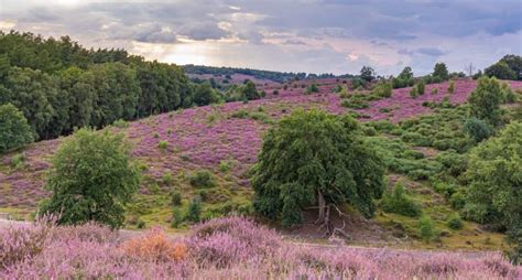 Heather Fields The Netherland The 9 Best Places To See Heather Fields