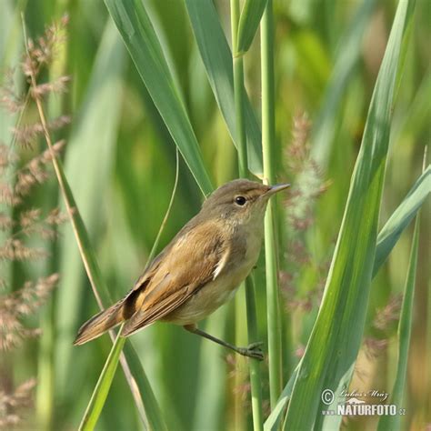 Reed Warbler Photos Reed Warbler Images Nature Wildlife Pictures