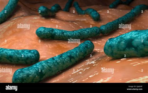 Ilustración Biomédica Conceptual De La Bacteria Streptobacillus
