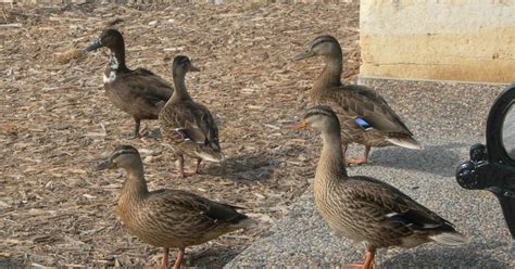 Penelopedia Nature And Garden In Southern Minnesota Odd Duck Help