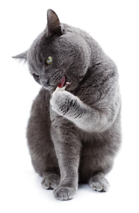 These cats are generally affectionate, playful, and intelligent, and they do well in various environments. Types of Short-Haired Gray Cats (with Pictures) | eHow