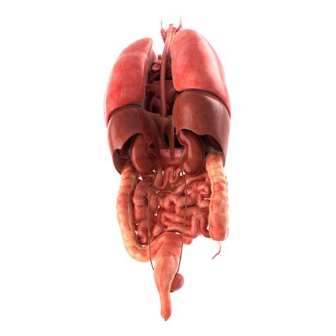Internal Organs 3d Model Ad Internalorgansmodel Human Vrogue Co