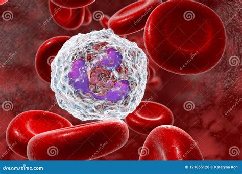 Neutrophil Granulocytes Cartoon Vector 68484785