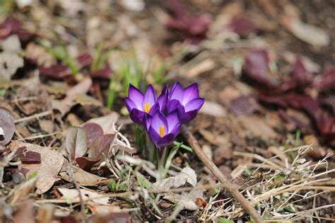 Filespring Flowers In Acton Massachusetts March 2018