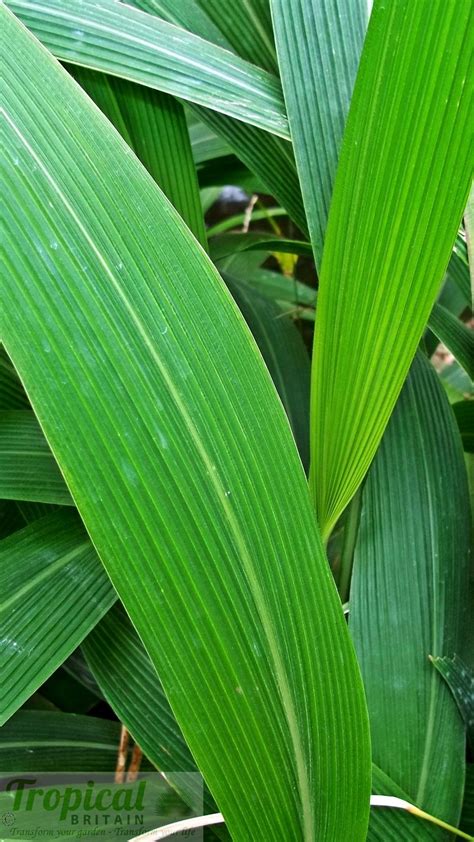 Setaria Palmifolia Grass Species Plants Trees To Plant